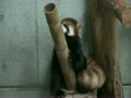 羽村市動物公園　レッサーパンダ　竹で遊ぶラテ　Red panda Late